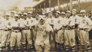 Illustration for article titled In 1908, The Chicago Cubs' Mascot Was A Terrifying Squirrelbeast