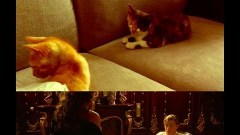 Illustration for article titled An all-kitten cast makes Titanic all the more tragic