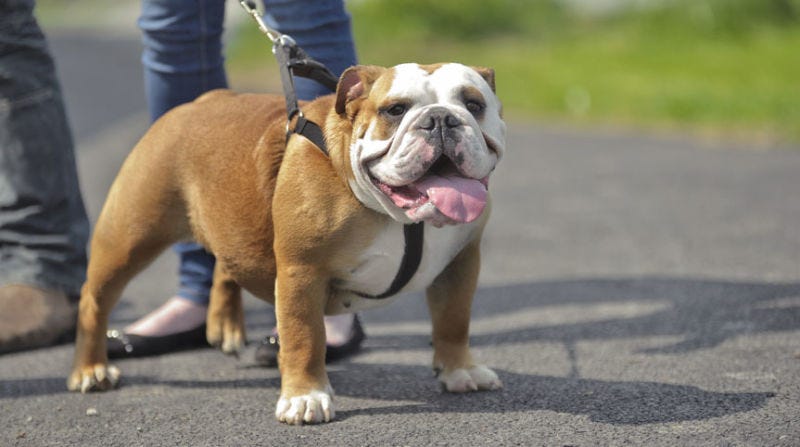 Foto: Tatiana Katsai / Shutterstock
