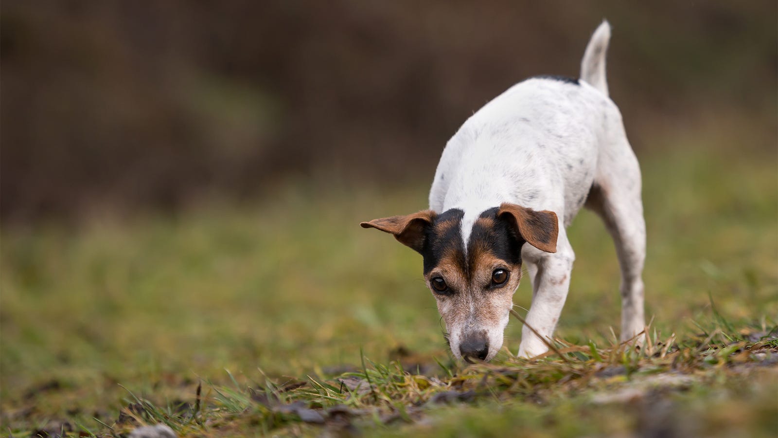 Dog Takes Pilgrimage To Holy Site Where It Once Found Rotisserie Chicken On Side Of Road