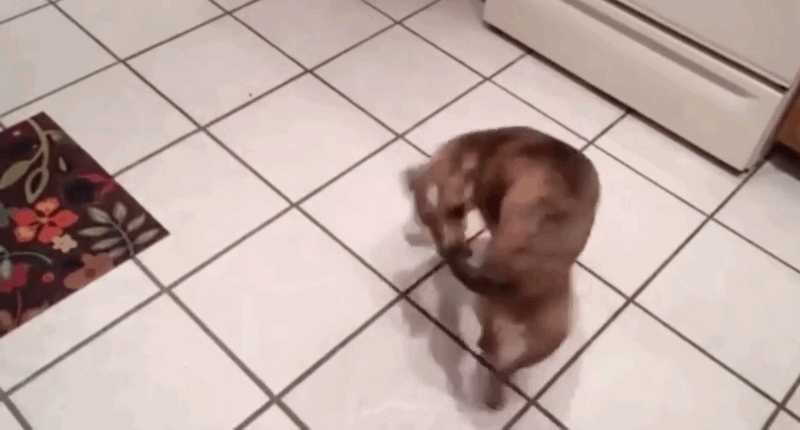 Perro persiguiendo su cola