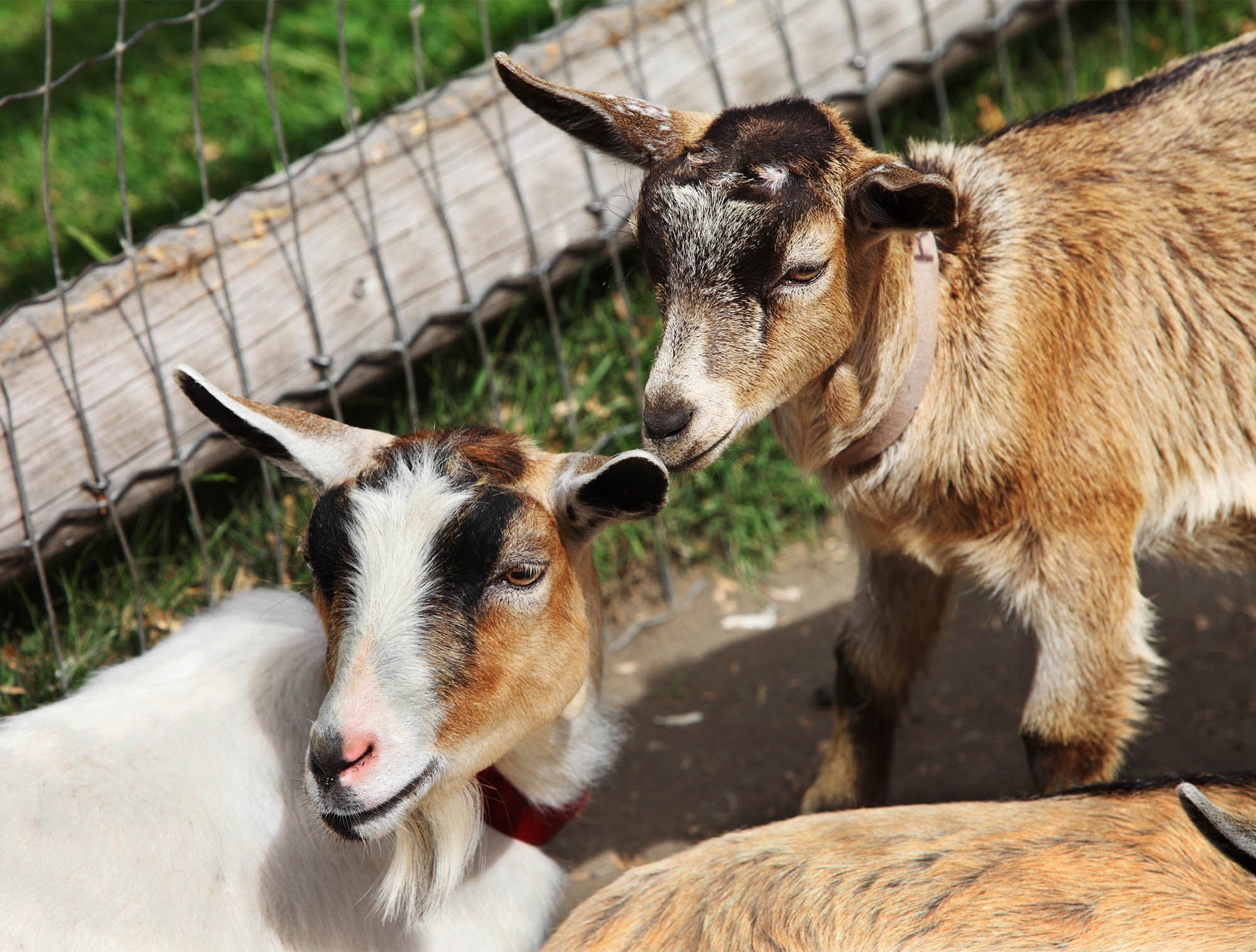 Goat zoo. Petting Zoo. Grazerland petting Zoo. Petting Zoo Florida'. Pet the Goat photo.