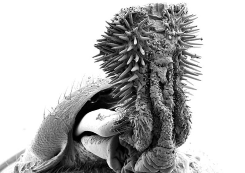 Illustration for article titled Este pene de escarabajo es tan descomunal que la hembra de su especie tuvo que evolucionar para no hacerse daño