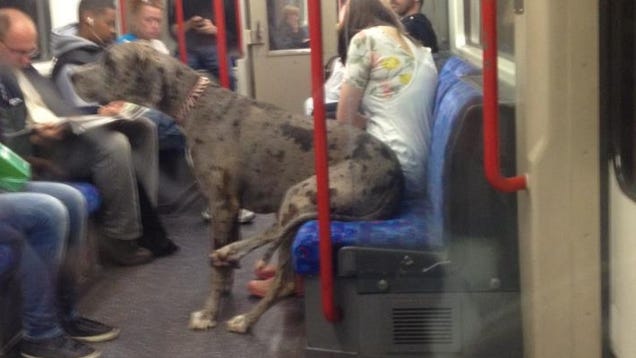 Here S A Great Photo Of A Great Dane Riding The Tube Like