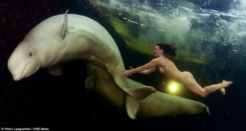 Illustration for article titled Gorgeous photographs of a naked woman taming beluga whales in frozen Arctic waters