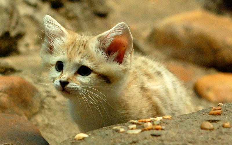 Cachorro de gato de arena. Foto: Wikimedia Commons
