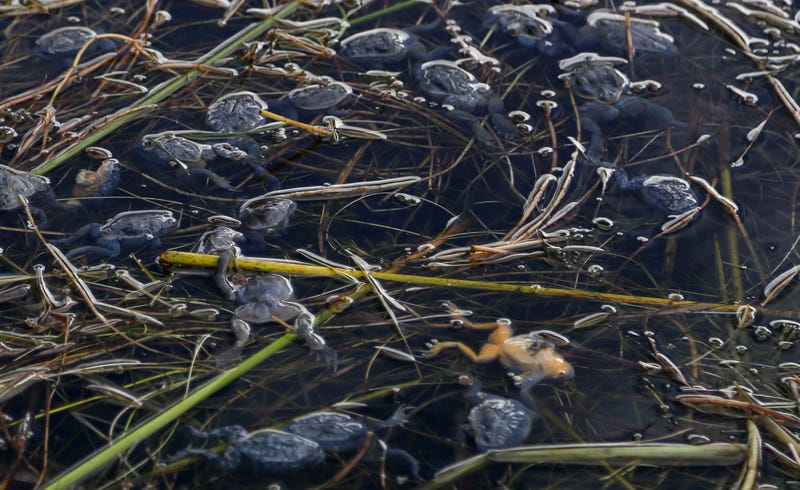 Dead frogs floating on the surface of Lake Titicaca in Pata Patani, Bolivia in April, 2015. The frogs are extremely sensitive to human and industrial waste that regularly contaminates the lake. Image: AP Photo/Juan Karita