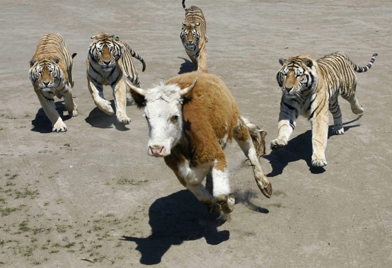Do tigers live in groups?