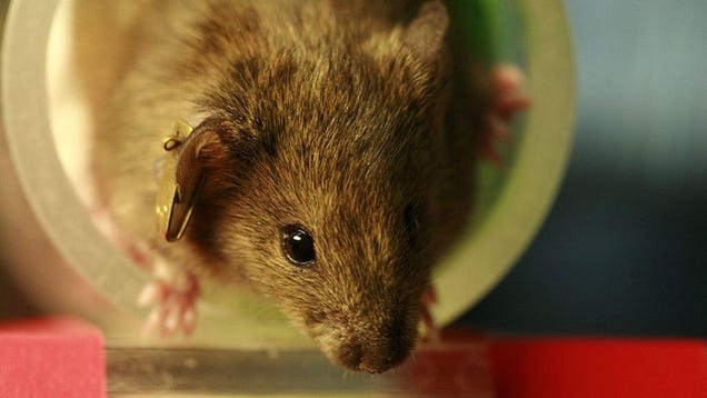 photo of Mice Prefer Videos of Fighting to Videos of Sex But They Prefer Drugs Most of All image