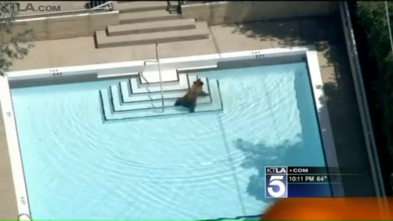Illustration for article titled This Bear Trespassing in a Swimming Pool Gets ItÂ