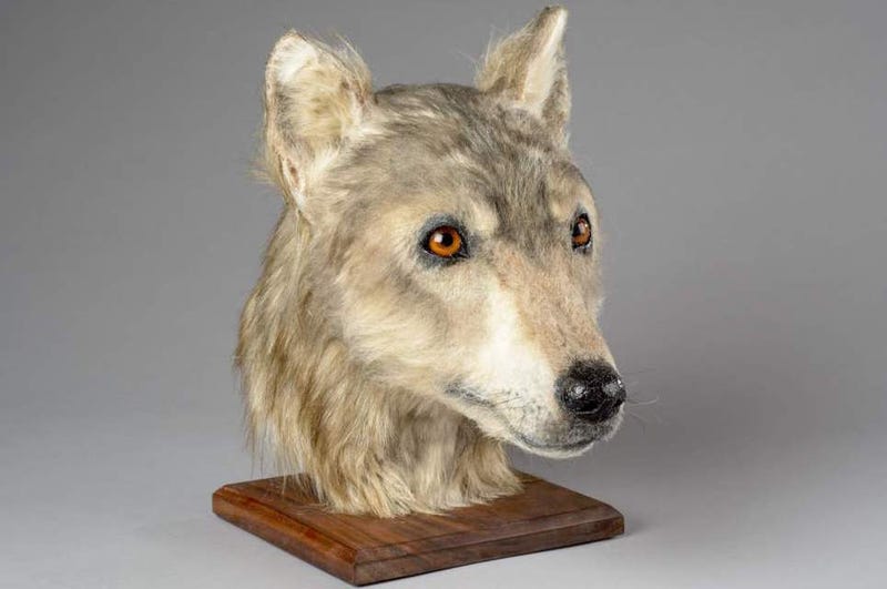 Illustration for article titled Reconstruyen la imagen de un perro de hace más de 4.000 años. Sigue siendo un buen chico