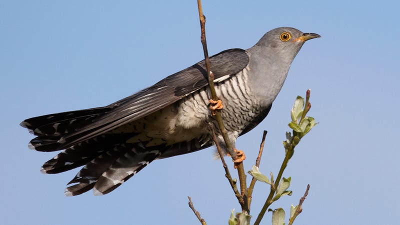 Image result for cuckoo bird
