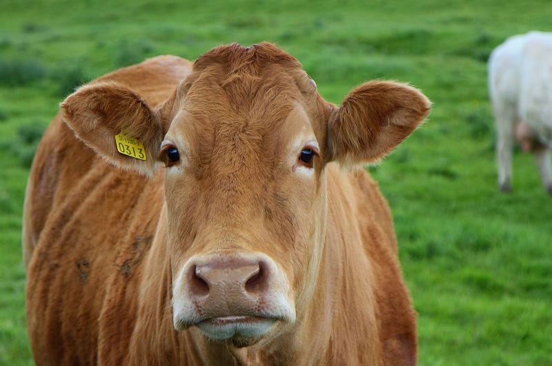 Illustration for article titled Un estudio agrario revela que el 7% de los estadounidenses creen que la leche chocolateada viene de vacas marrones