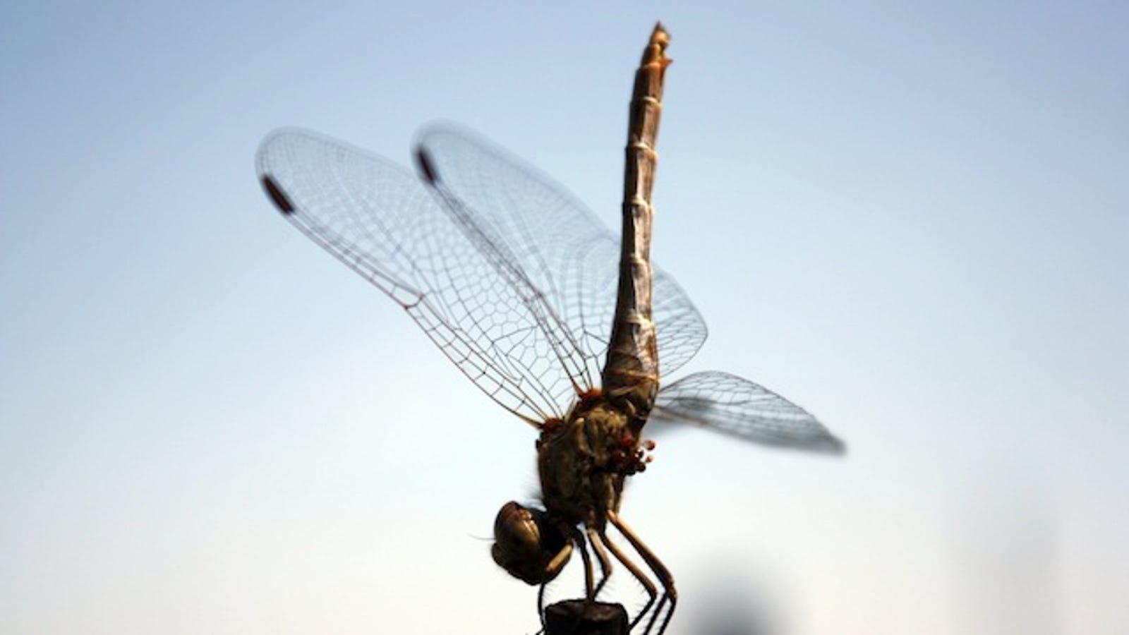 You Can Literally Scare a Dragonfly to Death