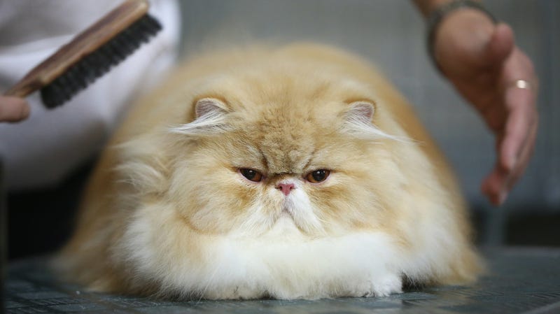 Illustration for article titled Your Cat's Face Is Fucked Up