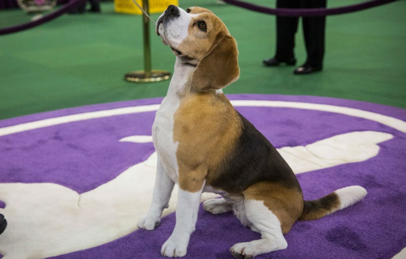 Illustration for article titled Westminster Dog Retires to Breed. Why Can't Bitches Have It All?