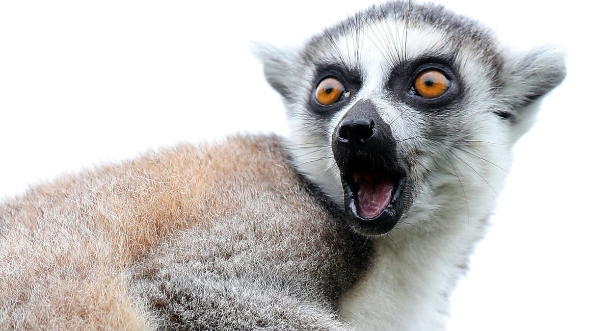 Free Exotic Animals Dozens Of Animals Stolen From Wildlife