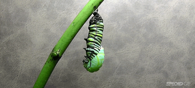 Video: The metamorphosis of a caterpillar into a monarch butterfly