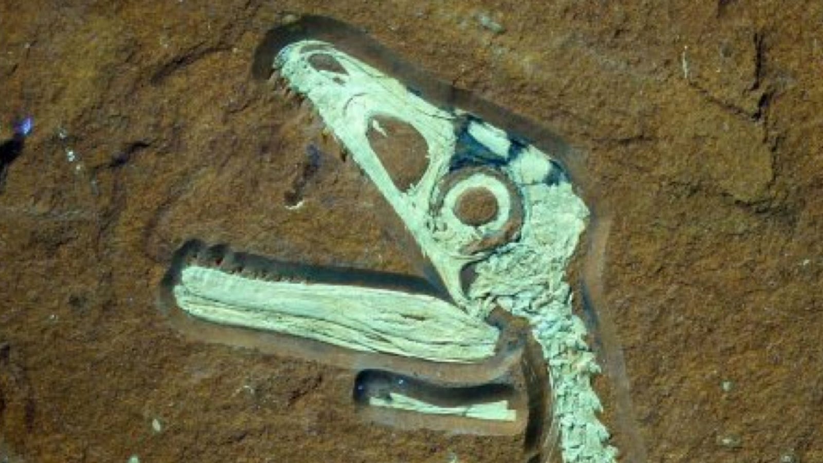 the most complete dinosaur skeleton