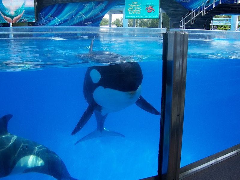 Illustration for article titled New Law Could End Killer Whale Shows in California