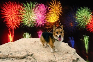 Illustration for article titled How to Keep Your Dog Happy When Fireworks Go Off—Using Science!