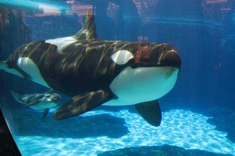 Illustration for article titled Sea World's Killer Whale Successfully Breeding