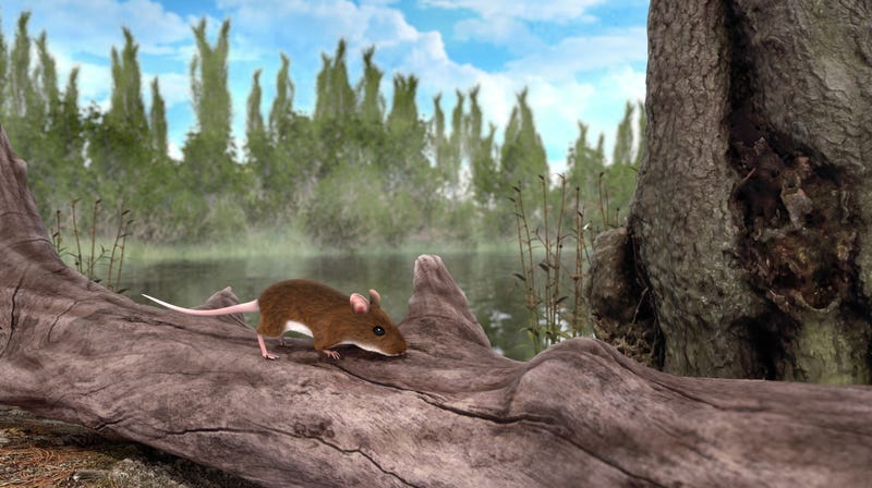 Artist's impression of the mouse 3 million years old with a reddish color. 