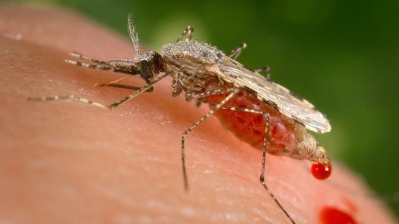 super strain virus super strain virus