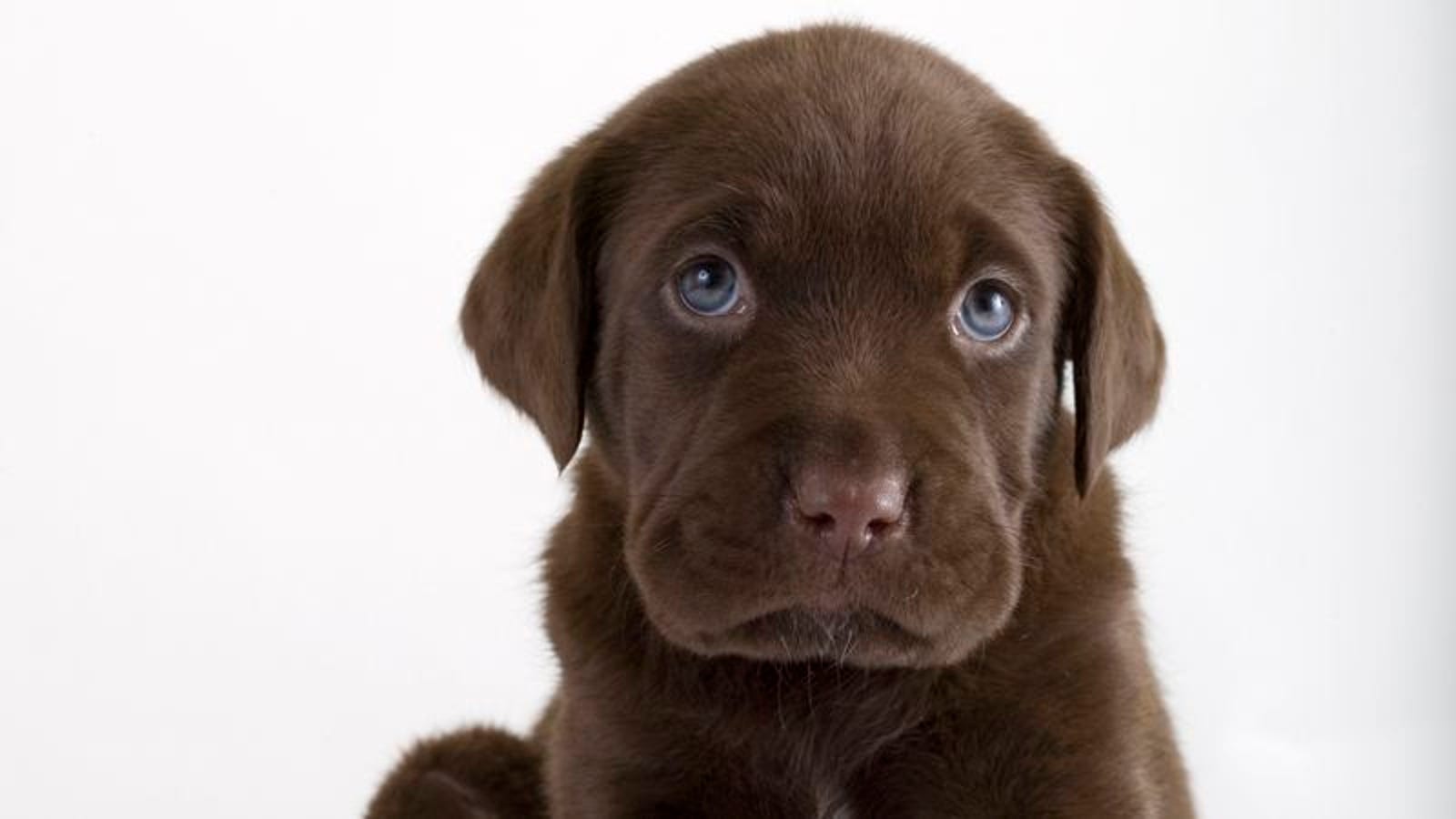 All About Doggo Speak The Internet S New Canine Lexicon