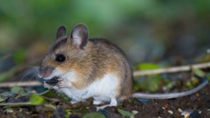 Well-Meaning Mouse Wouldn’t Really Call Self A ‘Pest,’ Per Se