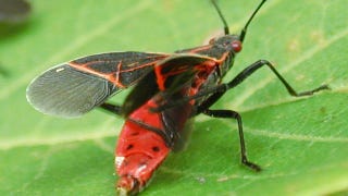 Illustration for article titled Sunbathing keeps you healthy... if you're a bug