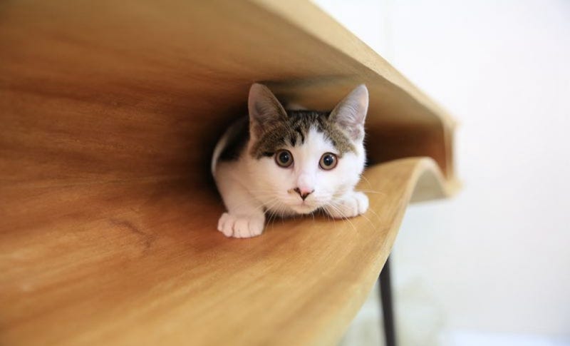 Illustration for article titled Cat Owners: Save Your Sanity With This Feline-Friendly Computer Desk