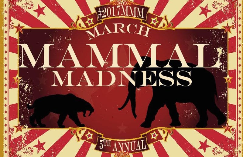 Mammals 'Battle' for Greatness in March Madness for Science Nerds