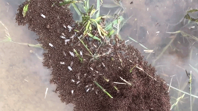 大きなゴミか葉っぱの集積かと思ったら 蟻の大群だった ギズモード ジャパン