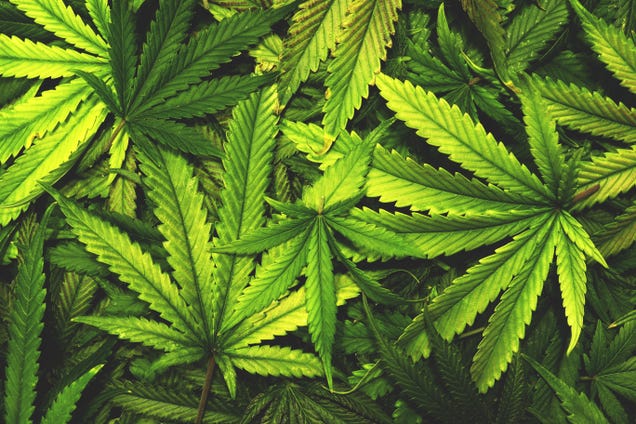 Заправить марихуану запрещен ли тор браузер в россии hydra2web