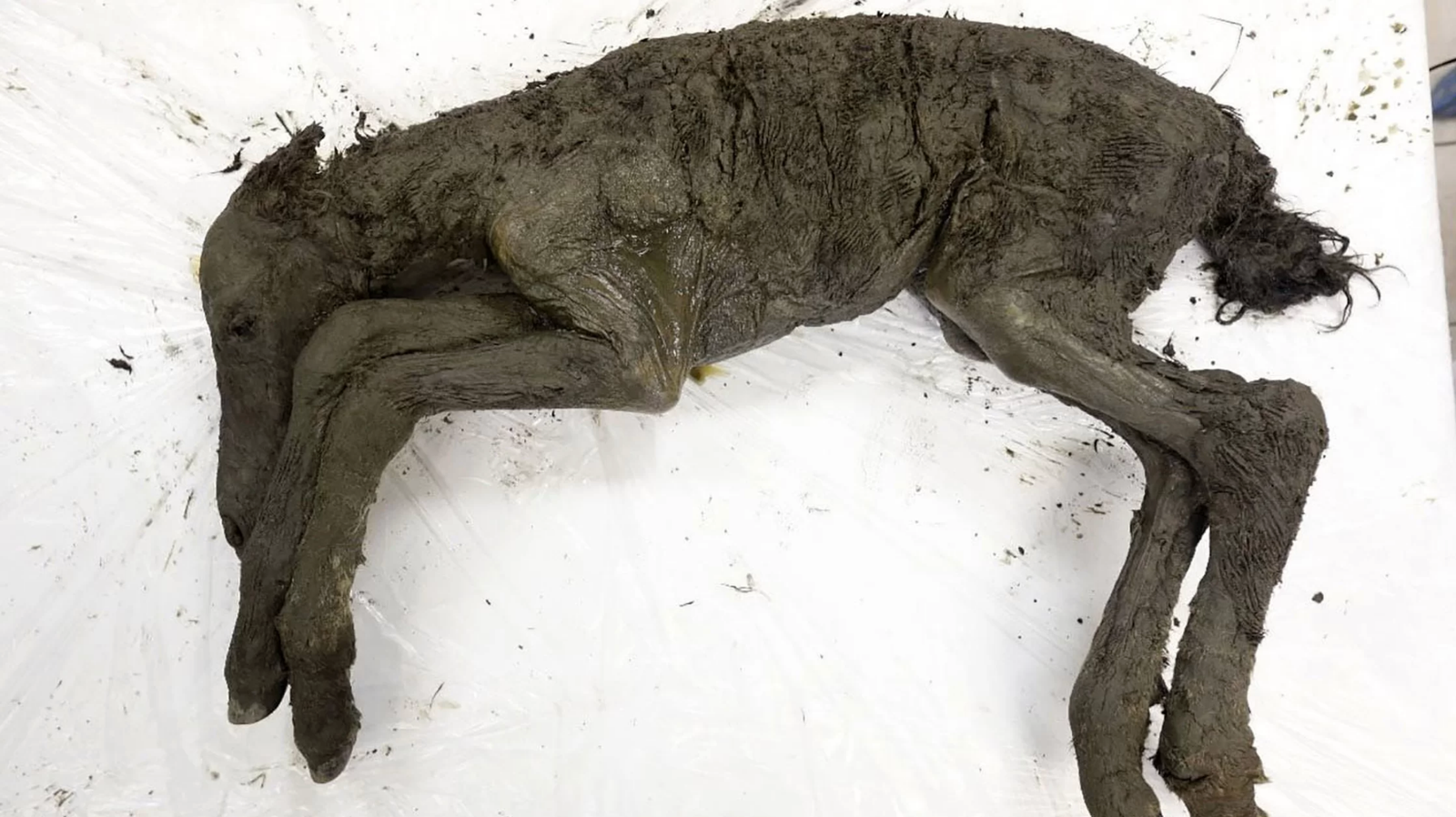 Liquid Blood Extracted From 42,000-Year-Old Foal Found Frozen in Siberia