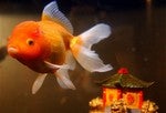 Illustration for article titled Which Birth Control Is Best For Fish?