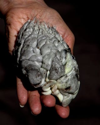 Illustration for article titled This Revolting Fungus Could Make You Younger And Healthier
