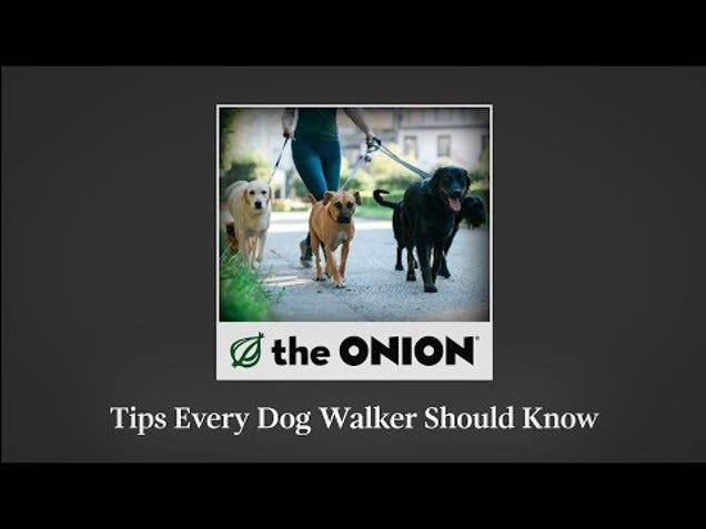 Tips Every Dog Walker Should Know