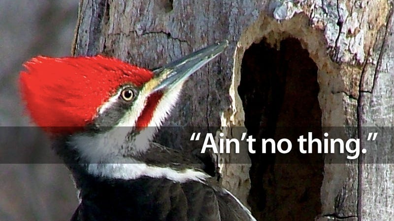 Illustration for article titled Why Woodpeckers Don't Get Brain Damage From Pecking All Day