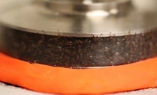 Illustration for article titled Everything in the Future Could Be Made of Ants