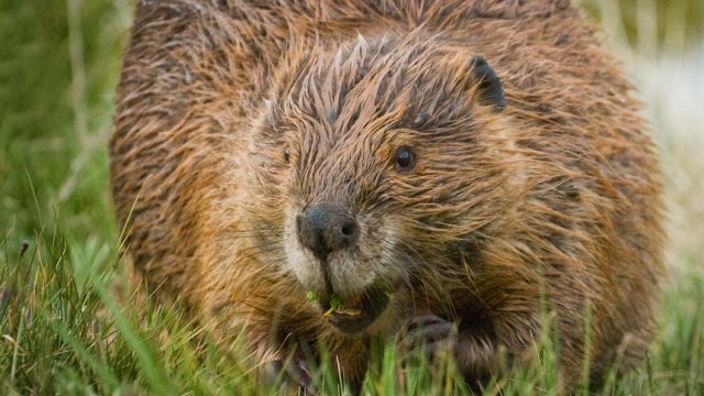 Mountain beavers evolved thicker teeth to eat volcanoes