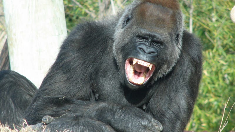 Grinning gorillas could help explain the origins of human