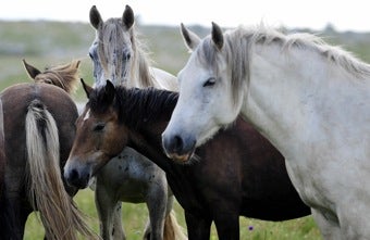 Illustration for article titled Even Wild Horses Need Their Girlfriends • Fire Turns Irwin Land Into An "Animal Graveyard"