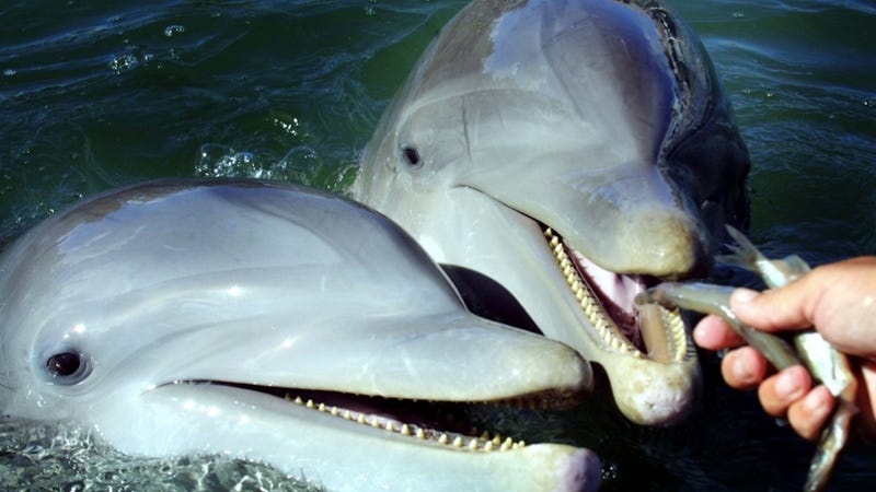 Dolphins Enjoy Sex 113