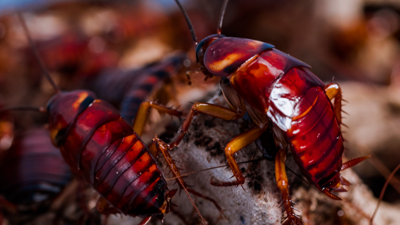 Newly Sequenced Cockroach Genome Explains Why They Are So Goddamn Hard to Kill