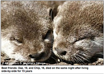 Illustration for article titled Bromantic Elderly Otter Couple Dies Together • Mississippi To Vote On Abortion Ban In 2011