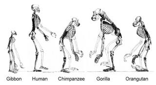 Illustration for article titled Creationism versus Evolution: Why presenting evidence won't work.