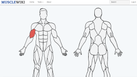 Should I Do Full-Body Workouts, or Work One Muscle Group ...