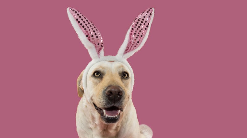 Your Dog Could Be The Next Cadbury Bunny